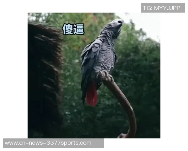 都柏林动物园为鹦鹉命名帕洛特引发热议带队杀入附加赛 都柏林动物园为鹦鹉命名帕洛特引发热议带队杀入附加赛